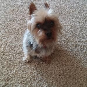 Meet your Posher, Jani